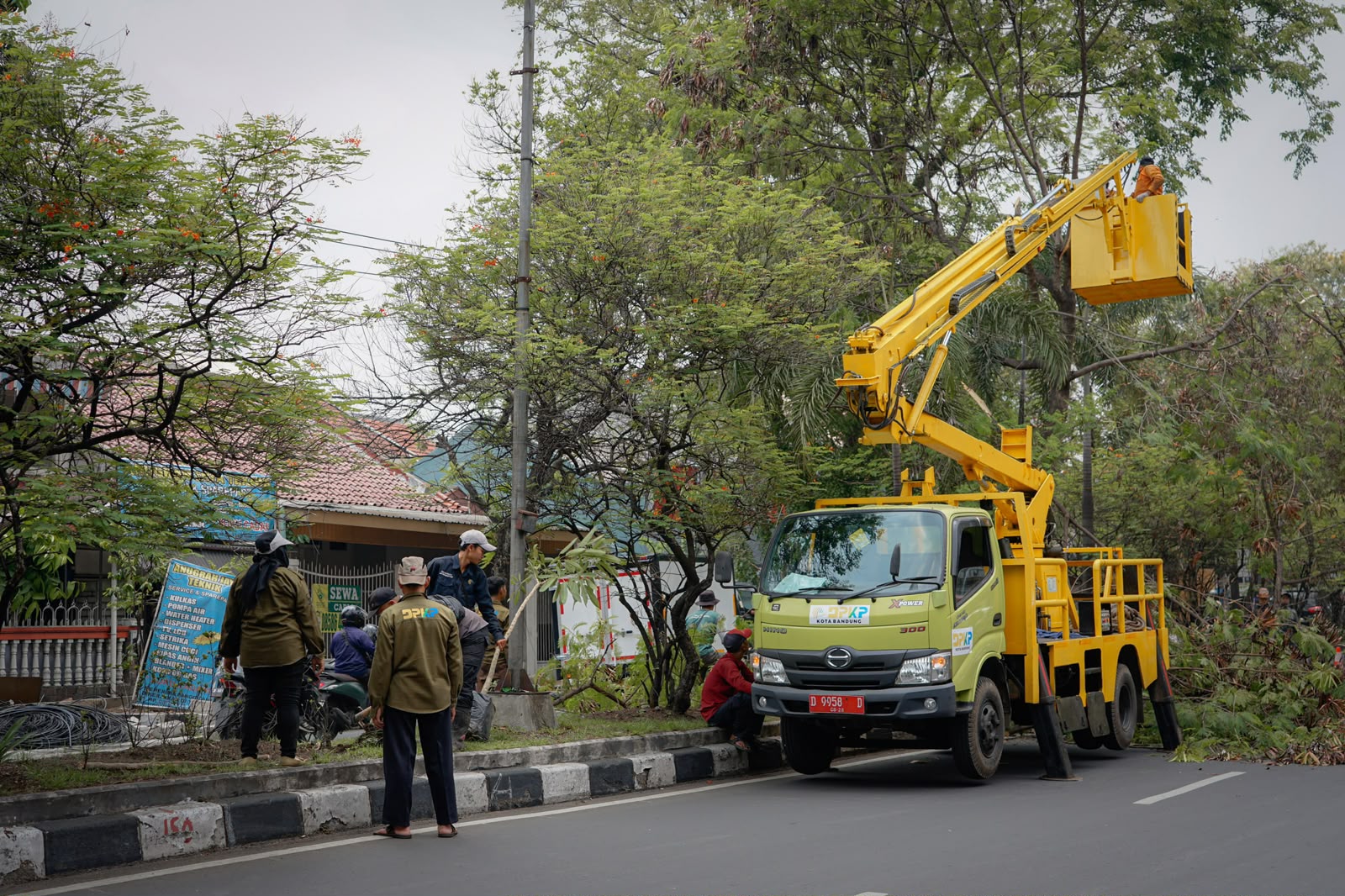 DPKP Kota Bandung Rawat Pohon Sepanjang Tahun, Pemangkasan Dilanjutkan Peremajaan
